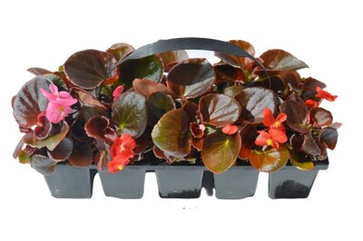 Begonia Senator - Bronze Leaf Mix 10 Pack