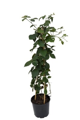 Blackberry - Chester 200mm Pot
