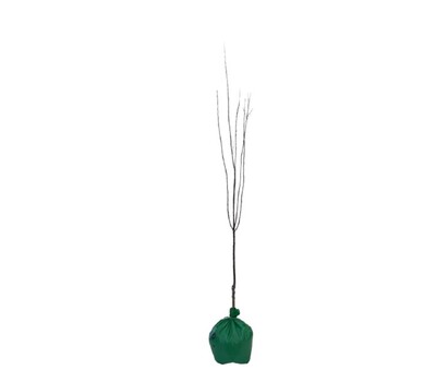 Apricot - Fireball - Wrapped Bag