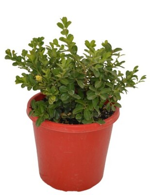 Buxus Japonica - Japanese Box 200mm Pot (VN)