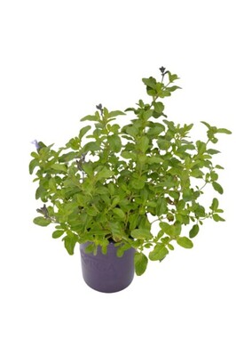 Salvia - So Cool Lilac 140mm Pot