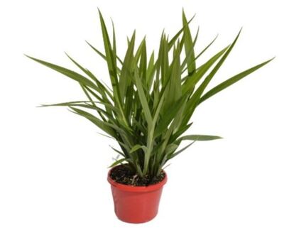 Dianella - Goddess 150mm Pot (VN)