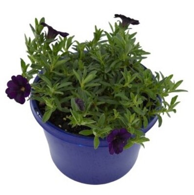 Calibrachoa - Royal Blue 150mm Pot (VN)