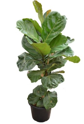 Ficus Lyrata - Fiddle Leaf Fig 400mm Pot