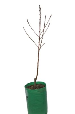 Apricot - Storys Improved - 230mm Bagged*