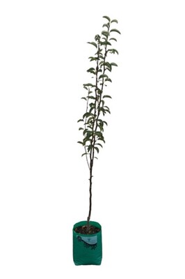 Pear - Corella - 230mm Bagged