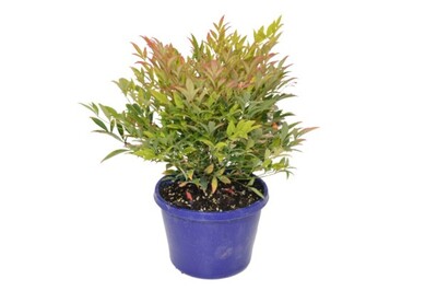 Nandina - Moon Bay 150mm Pot (VN)