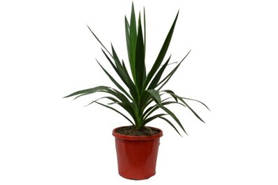 Yucca Elephantipes - Giant Yucca 200mm Pot (VN)