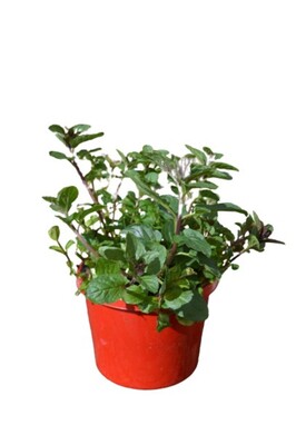 Mint - Chocolate 115mm Pot (VN)