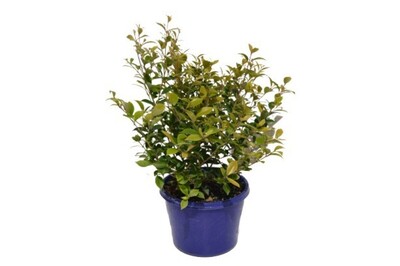 Acmena - Allyns Magic 150mm Pot (VN)