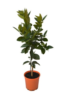 Orange - Blood Orange 250mm Pot