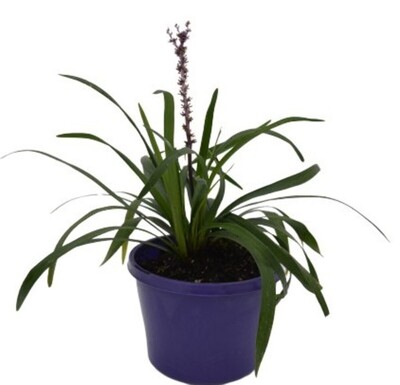 Liriope - Royal Purple 150mm Pot (VN)
