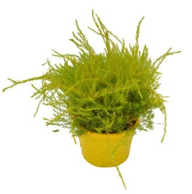 Coleonema Aureum - Golden Diosma 150mm Pot (VN)