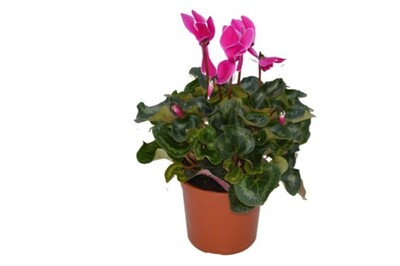 Cyclamen Persicum 150mm Pot
