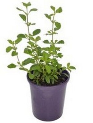 Salvia - Heatwave Glow 140mm Pot