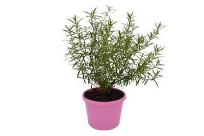 Prostanthera - Minty 150mm Pot (VN)