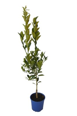 Cumquat - Green 200mm Pot