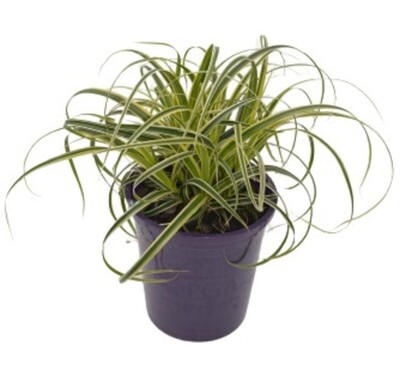 Carex - Feather Falls 140mm Pot