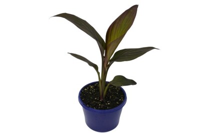 Canna Lily - Tropical Bronze Leaf Scarlet 150mm Pot (VN)