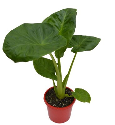 Alocasia - Dwarf Elephant Ear 200mm Pot (VN)