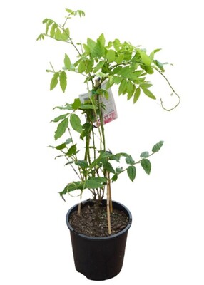 Wisteria - Pink Japanese 200mm Pot