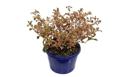 Coprosma - Fireburst 150mm Pot (VN)