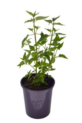 Agastache - Royal Scepter 140mm Pot