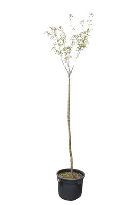 Malus - Ioensis Plena Standard 500mm Pot