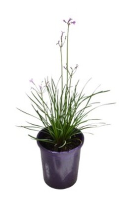 Tulbaghia - Starburst 140mm Pot