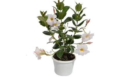 Mandevilla - Aloha White 150mm Pot (VN)