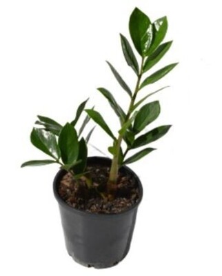 Zanzibar Gem - ZZ Plant 175mm Pot