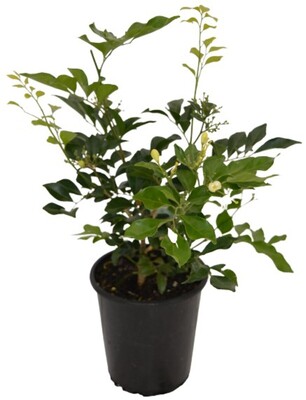 Murraya - Orange Jasmine 150mm Pot (VN)