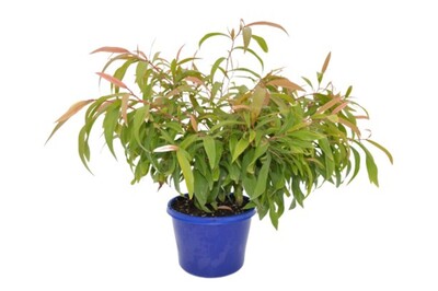 Agonis Flexuosa Nana 150mm