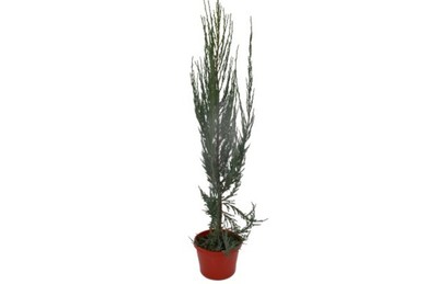 Juniperus scopulorum - Skyrocket 150mm Pot (VN)