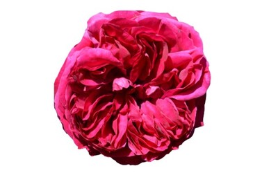 Rose 3ft Standard - Red Pierre de Ronsard (PBR) 250mm Pot (VN)
