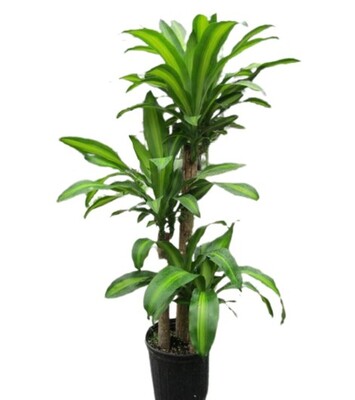 Dracena Massangeana - Happy Plant 300mm Pot