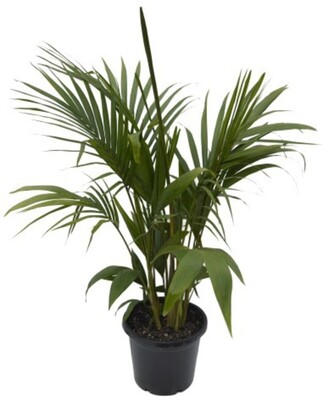 Bangalow Palm 400mm Pot