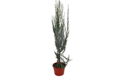 Juniperus scopulorum - Skyrocket 200mm Pot (VN)