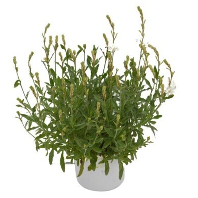 Gaura - Belleza White 150mm Pot (VN)