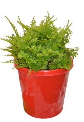 Nephrolepis - Cotton Candy Fern 150mm Pot (VN)