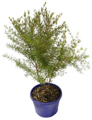 Boronia megastigma - Brown 150mm Pot (VN)