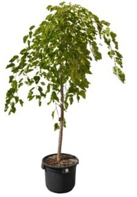 Morus Alba Pendula - Weeping Mulberry (Tall Graft) 500mm Pot*