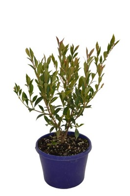 Acmena - Cherry Surprise 150mm Pot (VN)