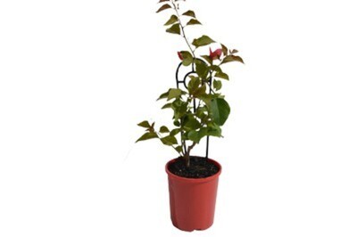 Bougainvillea - Smartie Pants (VN)