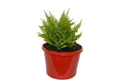Nephrolepsis - Boston Fluffy Ruffles Fern 150mm Pot (VN)