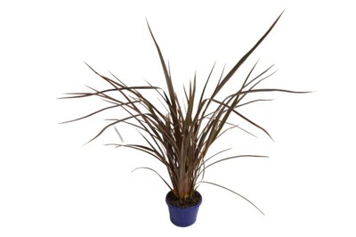 Phormium - Bronze Baby 150mm Pot (VN)