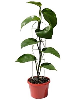 Pothos - Green Dragon 150mm Pot (VN)