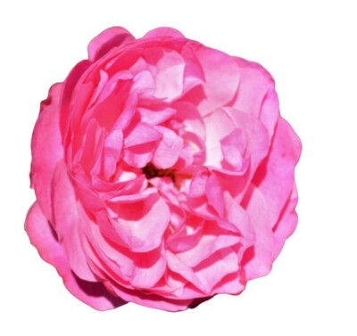 Rose 2ft Patio - Leonardo Da Vinci (PBR) 250mm Pot (VN)