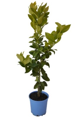 Lemon - Lisbon Advanced Dwarf 250mm Pot