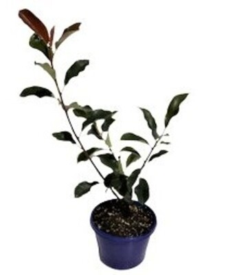 Photinia - Robusta 140mm Pot